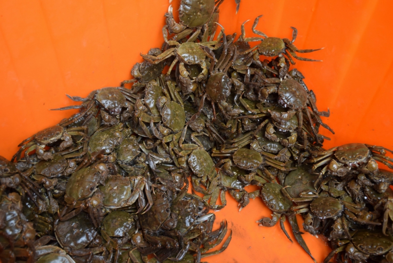 台中市大甲及大安兩溪流生產的螃蟹就開始出籠  寒霜來臨才是最好品嚐時機