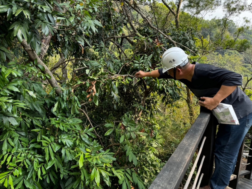 荔枝椿象現蹤大坑步道  中市府觀旅局釋放平腹小蜂防治