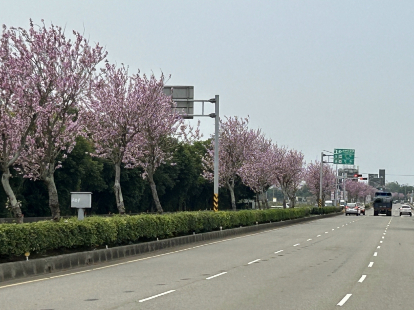 台中市外埔區三環路羊蹄甲花盛開  數公里整排粉紅色花朵美煞大地