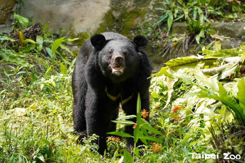 亞洲黑熊出沒注意　「黑輪」開始四處探索