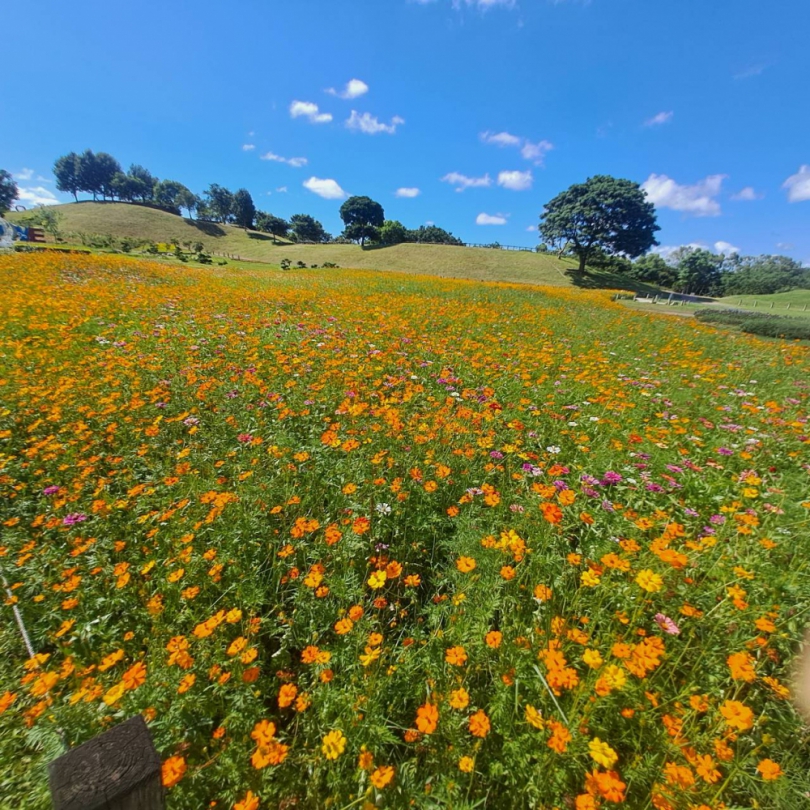 暑期賞花新熱點！中市后里環保公園金黃花海盛放