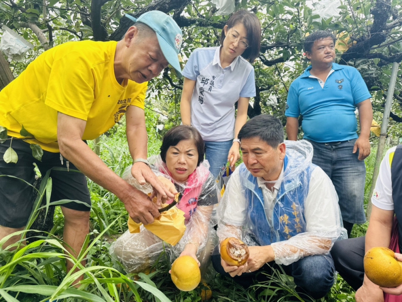 凱米重創后里高接梨  立委楊瓊瓔促農業部連夜公告現金救助