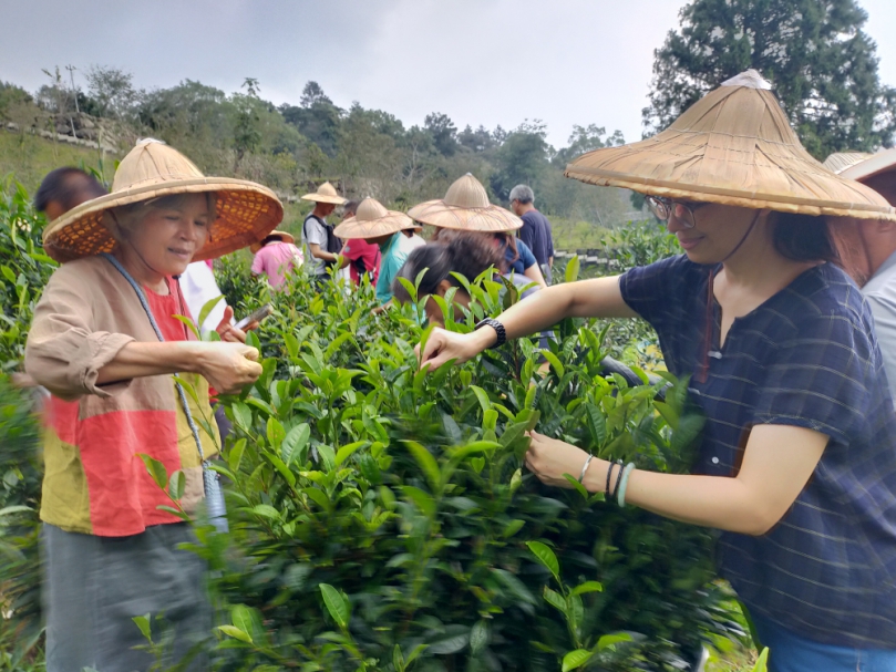 、鳳凰山原生種臺灣山茶產品發表會，台大志工體驗採茶趣