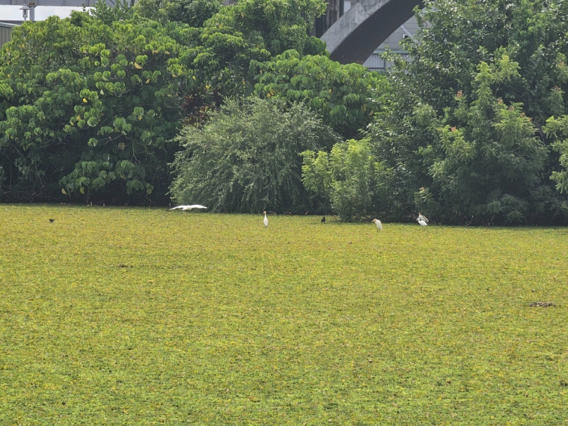 東勢寮親水公園生態豐富成為賞鳥秘境