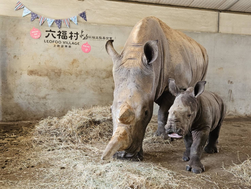 歡慶「45周年」六福村探索猛獸島  自駕遊限量回歸