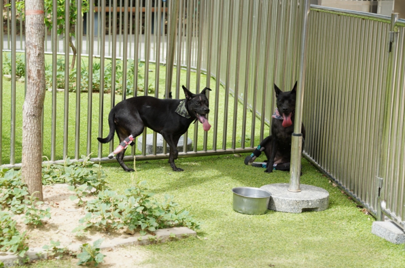 新竹縣動保教育園區獲贈犬隻義肢  企業助毛孩再奔跑