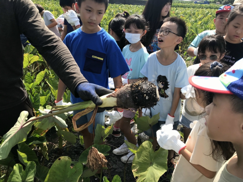 體驗農友務農辛苦  臺中市大甲區德化國小學生高興下田拔芋頭  了解芋頭生產流程及特色