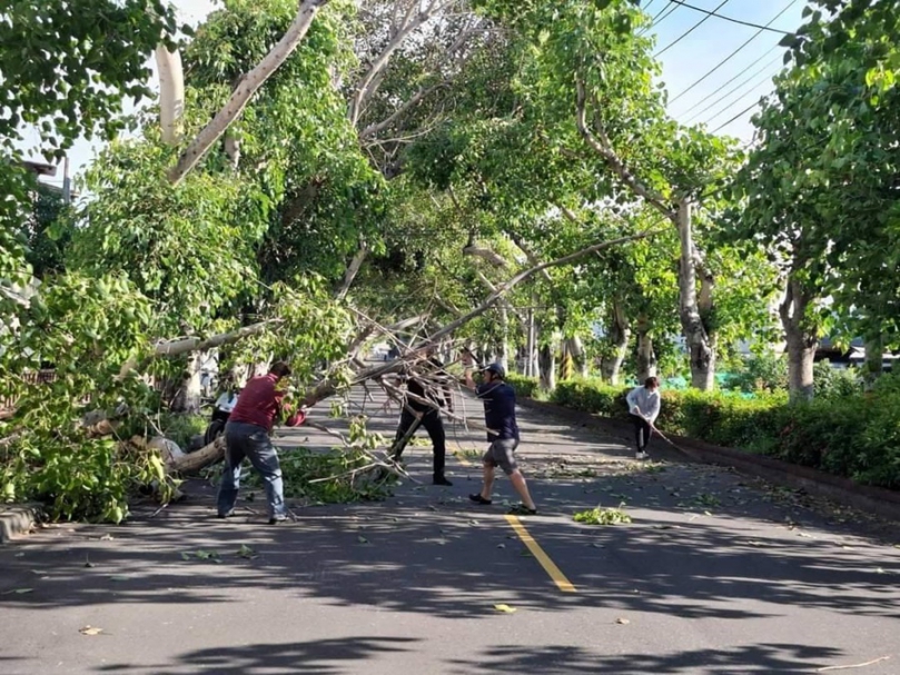 約10米高樹木突倒塌阻路  烏日警偕同里長、里民緊急排除交通危險