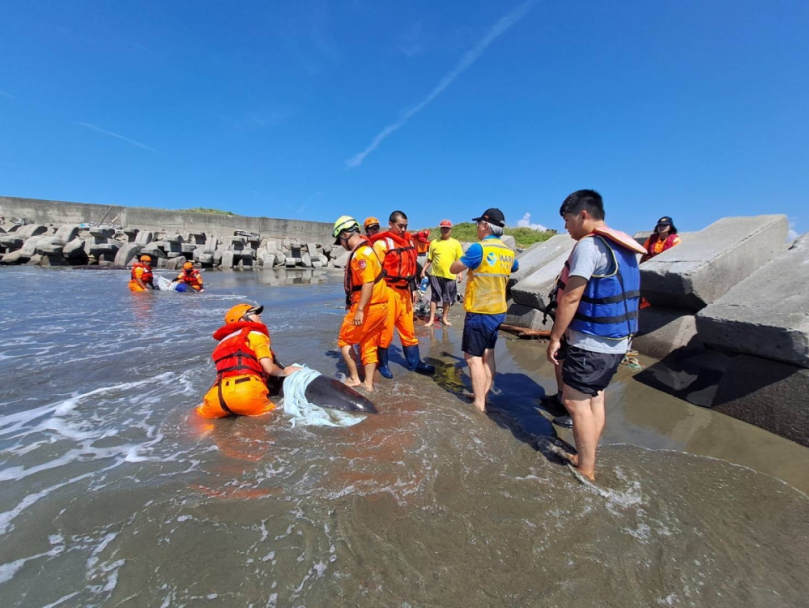 台南青山漁港4隻海豚集體擱淺！海巡署與成功大學合力動員急搶救3隻小虎鯨野放成功