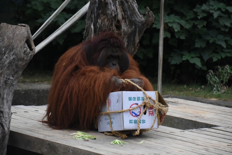 新竹市立動物園動物很幸福   采鈺科技創作專屬遊具