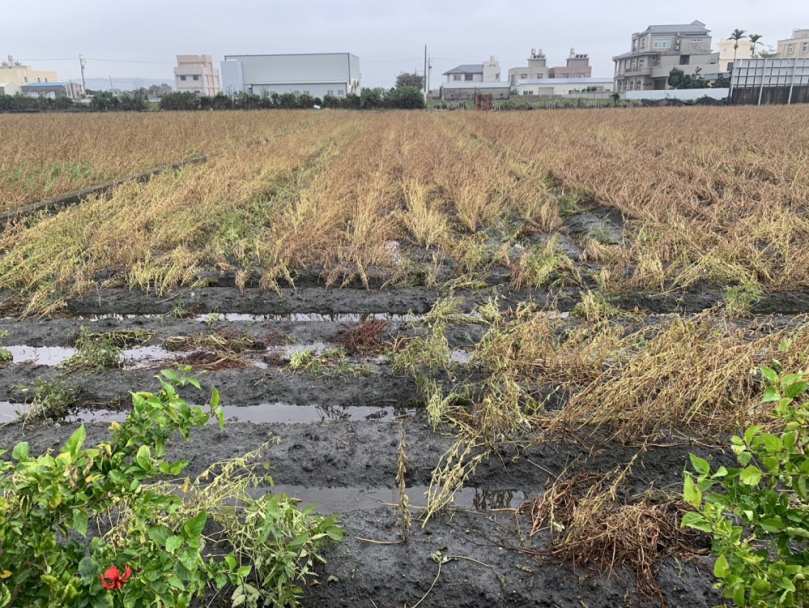 中市硬質玉米及大豆災損  11月18日前可申請現金救助