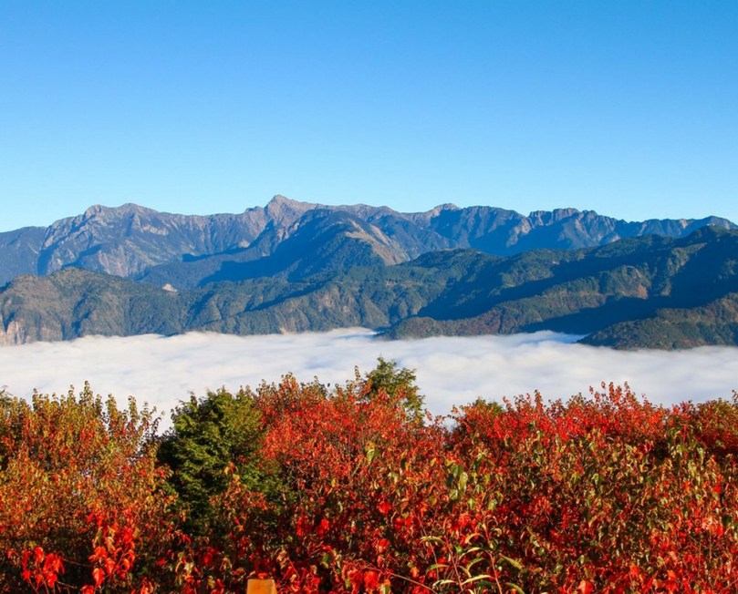 「最美楓景」盡在阿里山 暖秋影響12月楓正紅 住阿里山賓館輕鬆暢遊