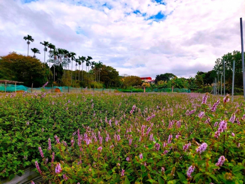 我不是薰衣草喔！關西仙草變身紫色浪漫   仙草節12/7、8兩天「仙樂園」盛大登場