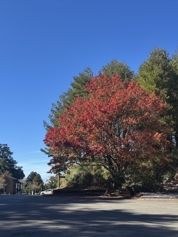 大雪山迎接聖誕「紅」  楓葉變色染紅山頭