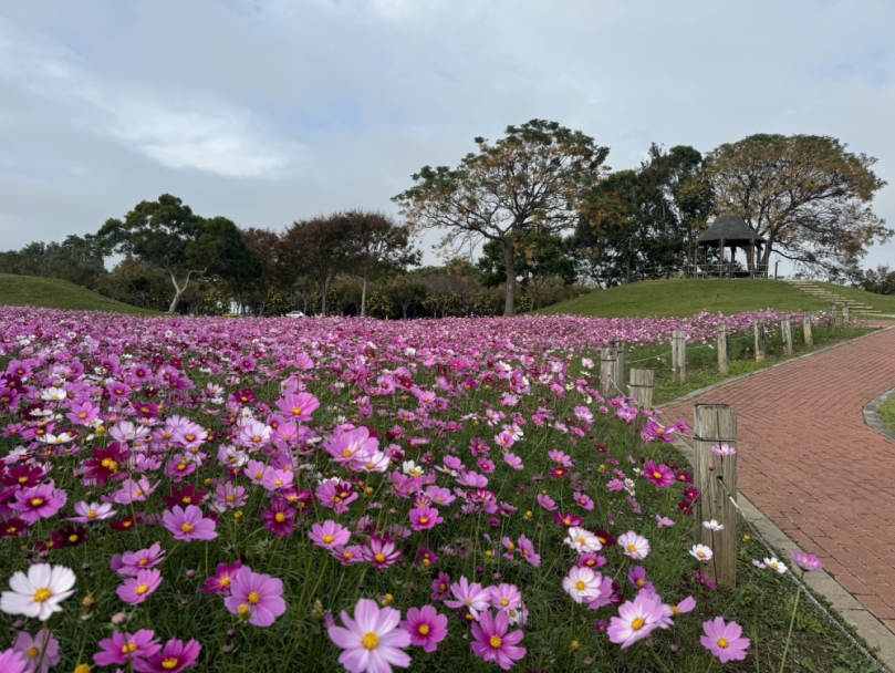 浪漫花海盛開后里環保公園   中市建設局邀請大家賞花迎新年