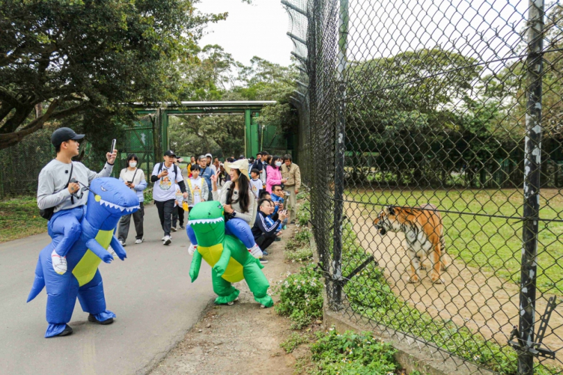 六福村元旦限定    「日出動物園」群獅獻吼與犀同行    迎接2025年曙光！