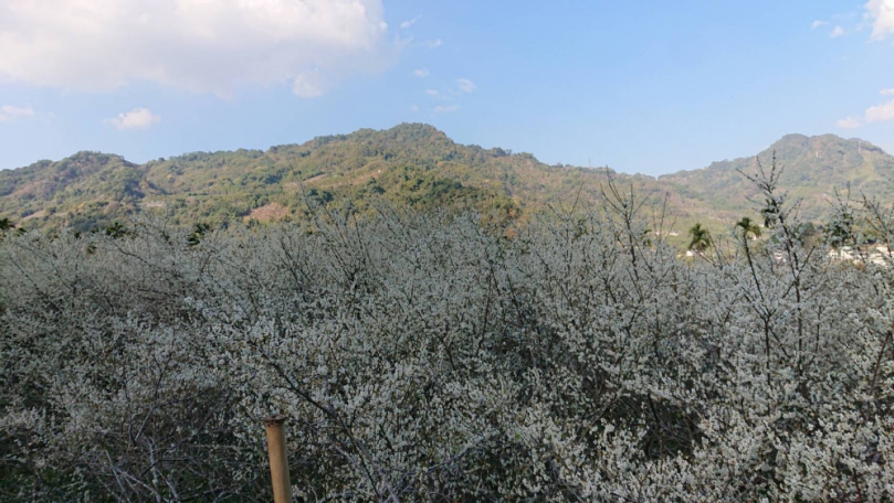 最美梅、李花季持續至元宵！中市觀旅局推薦新社賞花趣