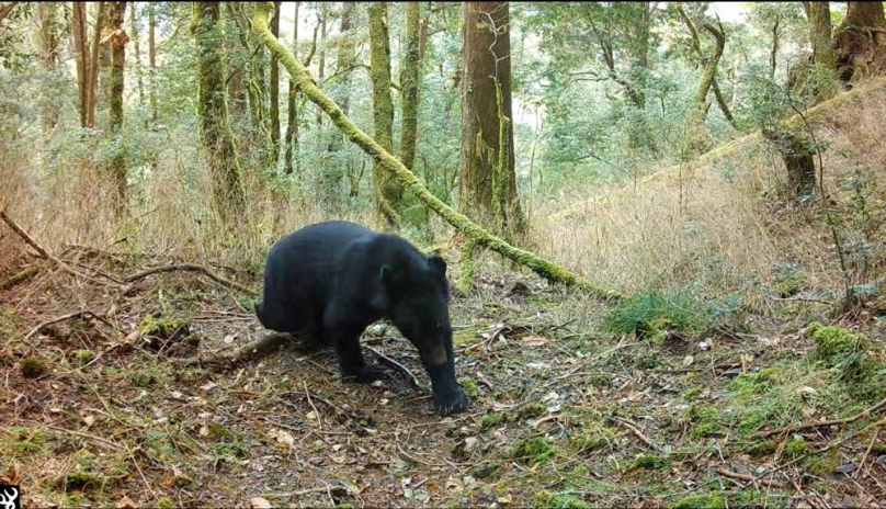 山神捎來的祝福   臺灣黑熊再現觀霧山區