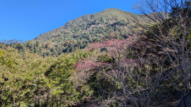 與八仙山一期一會的櫻花之約   體驗山林永續的美好