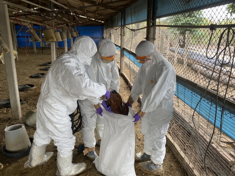 臺南土雞場主動通報禽流感 動保處即時撲殺處置