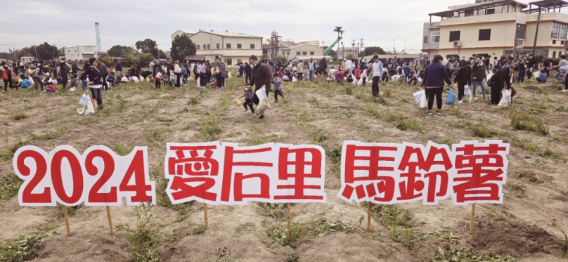 台中市后里區農會舉辦一場別開生面的馬鈴薯採收體驗活動、讓居民共同參與這項富有趣味的農業體驗、這裡的馬鈴薯生長茂盛、正是收成的最佳時機。