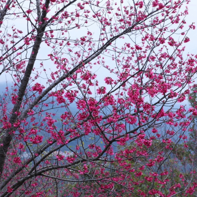 沐浴北橫芬多精 漫遊盛開櫻花海