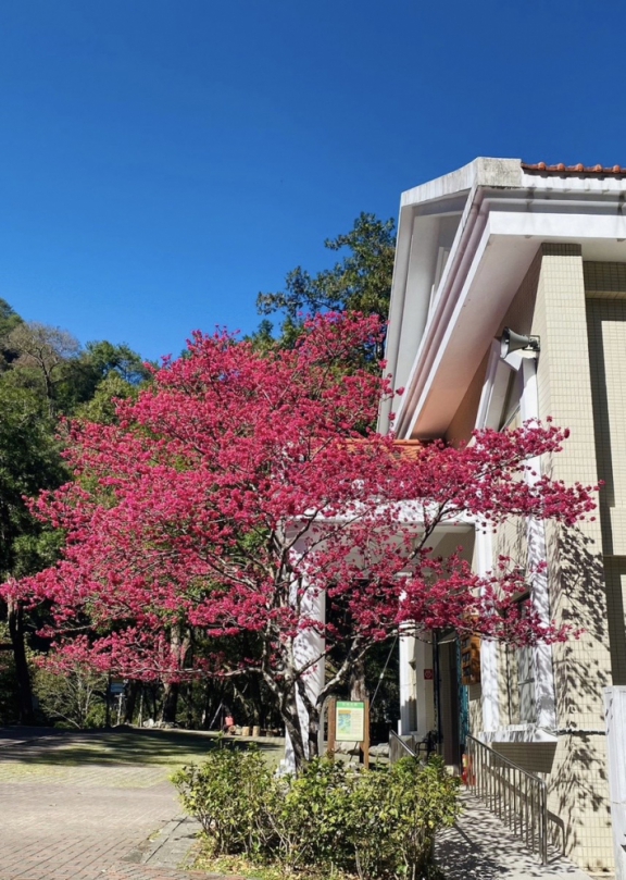 八仙山櫻花迎春盛放  來一場賞櫻森呼吸之旅吧!