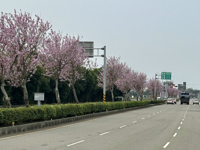 外埔區三環路羊蹄甲花盛　 數公里粉紅色的花朵真是美