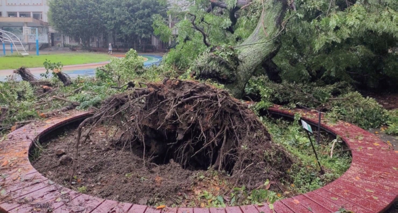 推動褐根病防治   立院中南部服務中心邀樹專家辦研討會