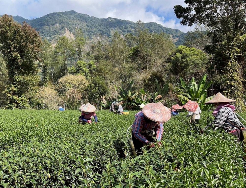 阿里山賓館推部落探險茶香森林浴專案 一泊三食專車接駁秘境探索