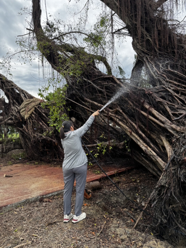 百年老榕重獲新生——安業國小攜手企業守護綠色記憶