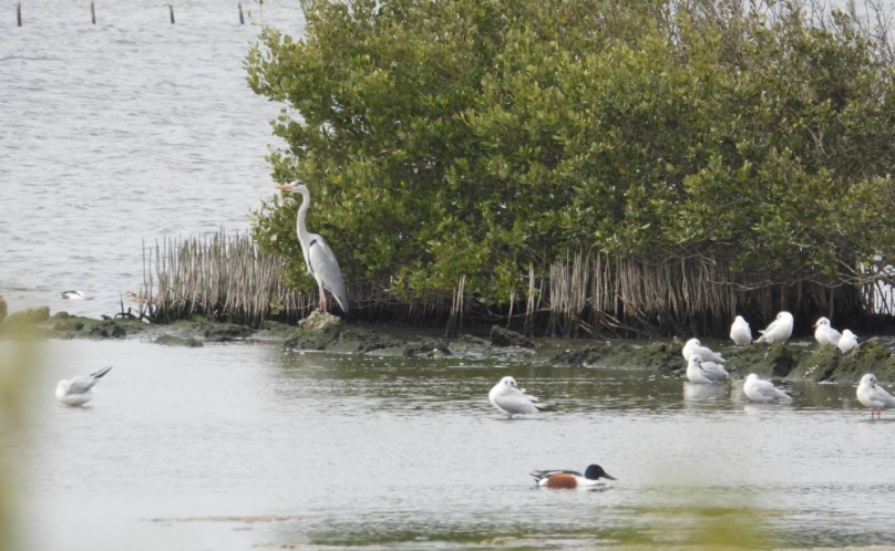 串聯綠網、助力候鳥、最高領5萬　雲林陸上魚塭生態服務給付申請開跑！