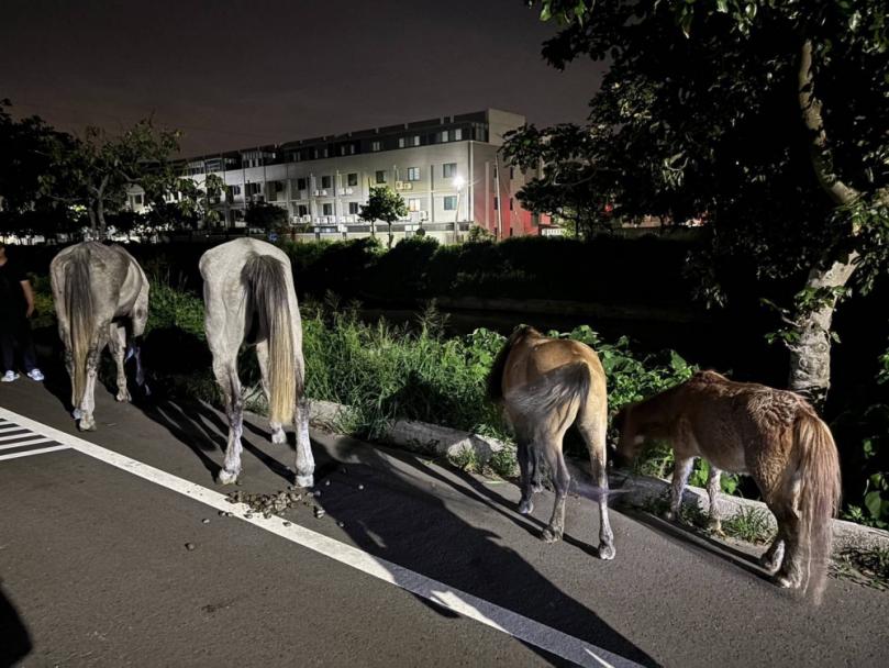 4馬蹺家悠閒吃草吸引圍觀   警民聯手完成「護馬任務」