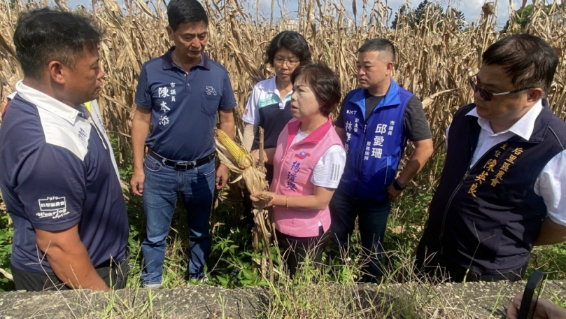 玉米發霉、南瓜爛根、文心蘭落花    立委楊瓊瓔后里勘災促啟動現金救助