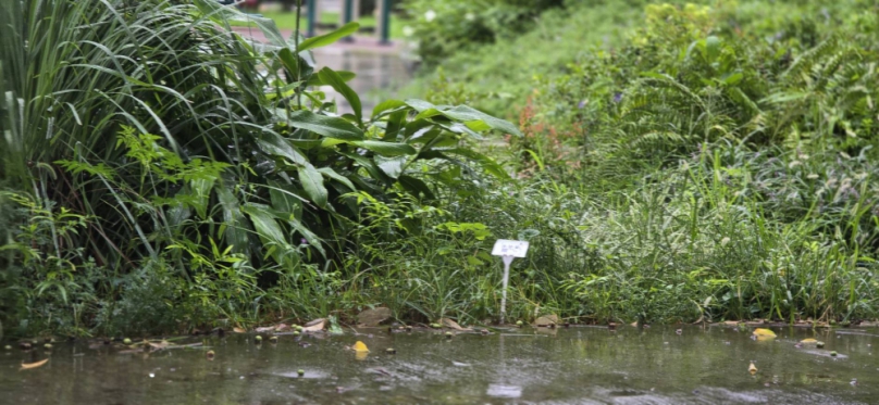 后里區森林公園幅員遼闊、綠意盎然、是民眾休閒踏青的熱門去處、不少民眾反映、園內植栽種類雖多、卻缺乏系統性規劃與教育解說設施、錯失推廣自然教育的良機、近期有家長與教師團體建議、應擴大種植多樣化植物、如國外樹種、藥用植物與罕見植物、並於各植栽區設立解說牌、標示學名、生態特性與意涵、提升園區的休閒兼教育功能。