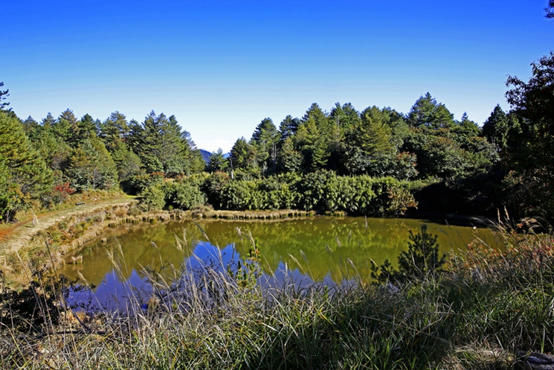 大雪山國家森林遊樂區森林浴步道進行危木處理 8月25日至29日封閉部分路段