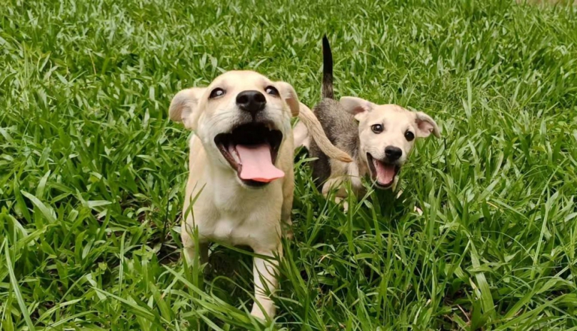 謝謝ASML艾司摩爾！新竹市浪浪擁有專屬綠地運動場