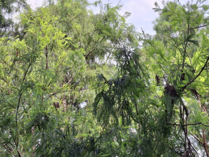 狂打噴嚏流鼻水？ 醫師提醒當心植物過敏原上身