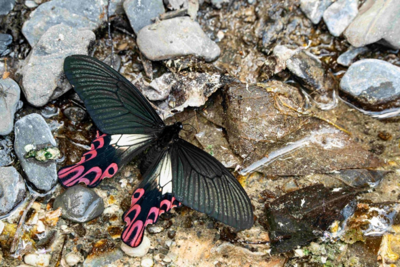 雪霸國家公園瀕危物種保育講座   9/13師大公館校區登場   認識臺灣寬尾鳳蝶棲地