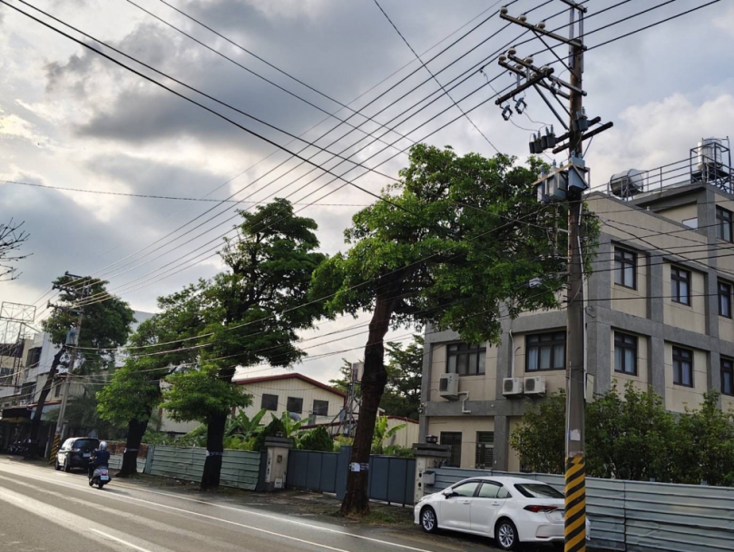 黑板樹病株、浮根掀磚藏危機！中市建設局10日啟動石岡豐勢路樹換植工程