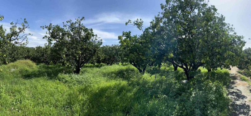 農糧署中區分署推薦斗六文旦香甜上市柚香柚甜柚好吃