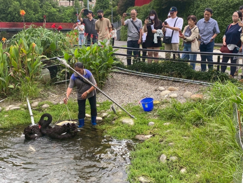 揭密黑天鵝長居秋紅谷原因！中市邀您中秋節「賞鵝踏青」