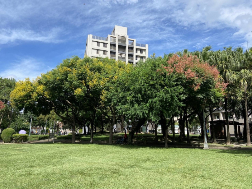 金黃欒花迎秋盛放    中市建設局邀市民共賞繽紛花景