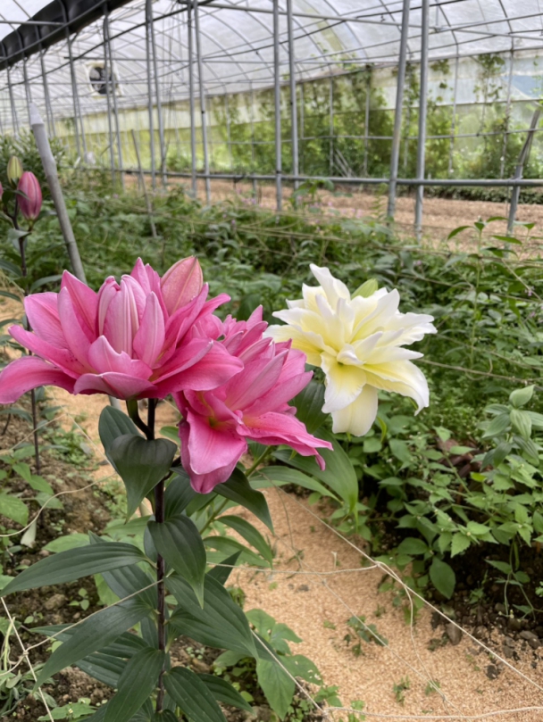 阿里山賓館推薦假日隱藏版秘境遊程 百合花綠色遊蹤賞花品茶香