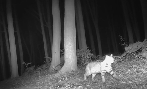 石虎驚喜現身！ 在地農友自發團購相機 化身公民科學家守護生態