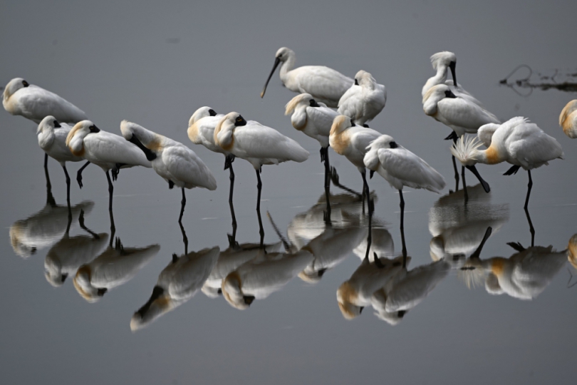 2025黑面琵鷺保育季「我愛黑琵」寫生比賽26日登場已經開始報名了