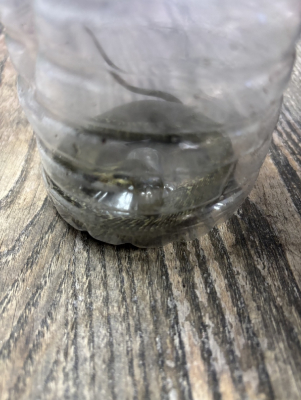 勇氣智取！中市環保局同仁化解眼鏡蛇驚魂記