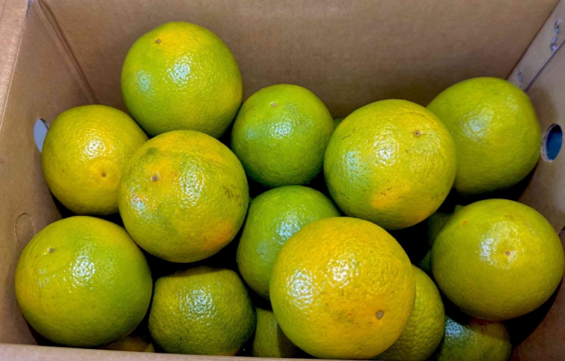 香橙四溢營養豐富來顆柳丁吧現在正是時候