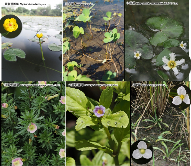 桃園埤塘水生植物永續保育   官學公私協力   腦力大激盪