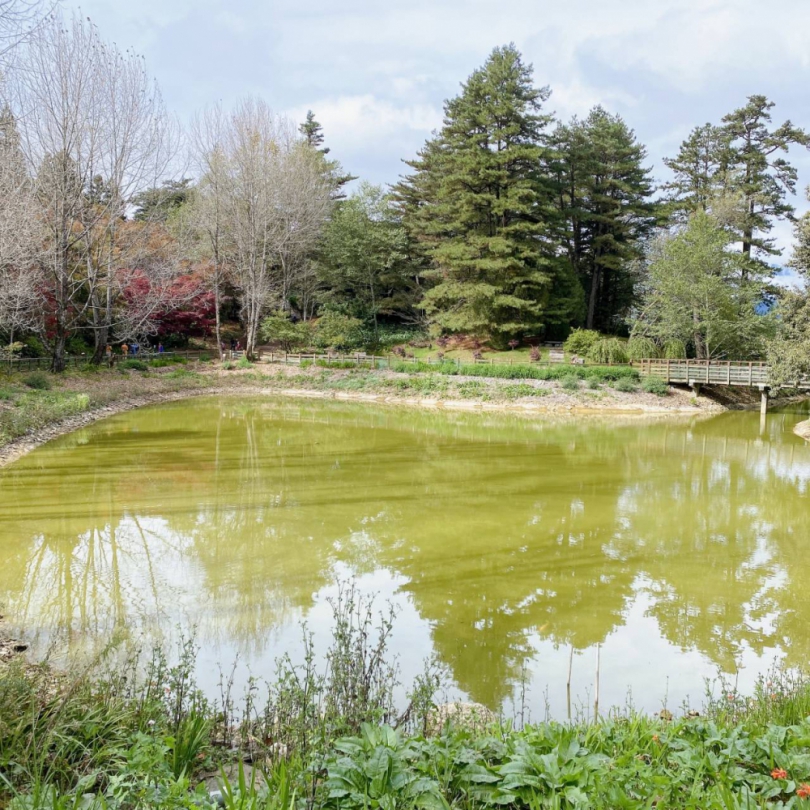 梨山秋季「楓」景登場！交通局開賣台中Go限時優惠套票 搭公車賞楓趣